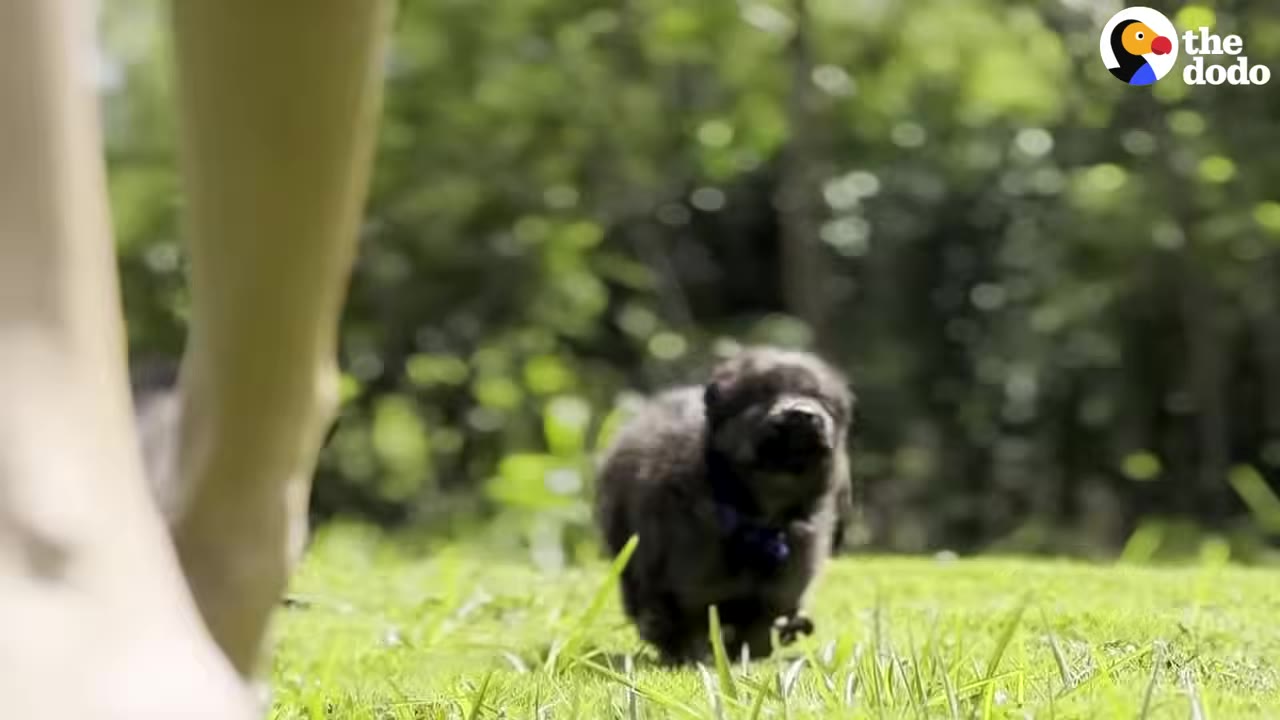 A small black puppy runs through green grass towards a person's legs.