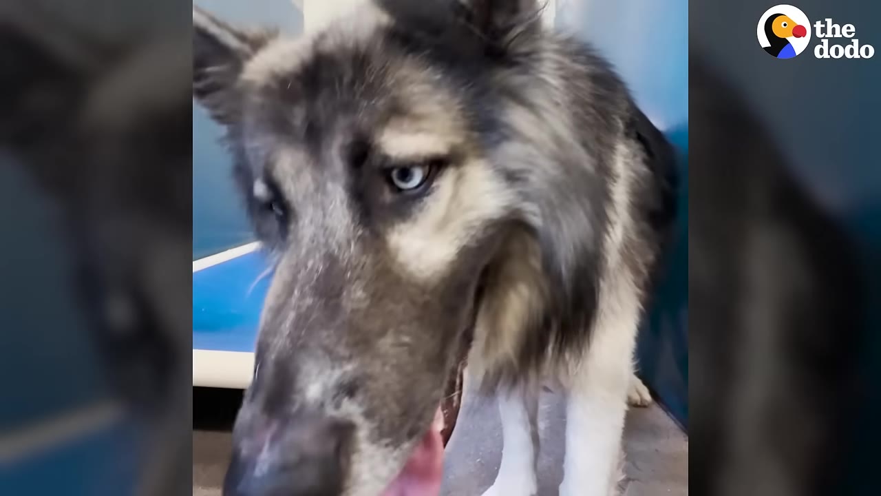 A close-up of a fluffy, grey and white dog with striking blue eyes looking sadly towards the camera inside a shelter kennel.