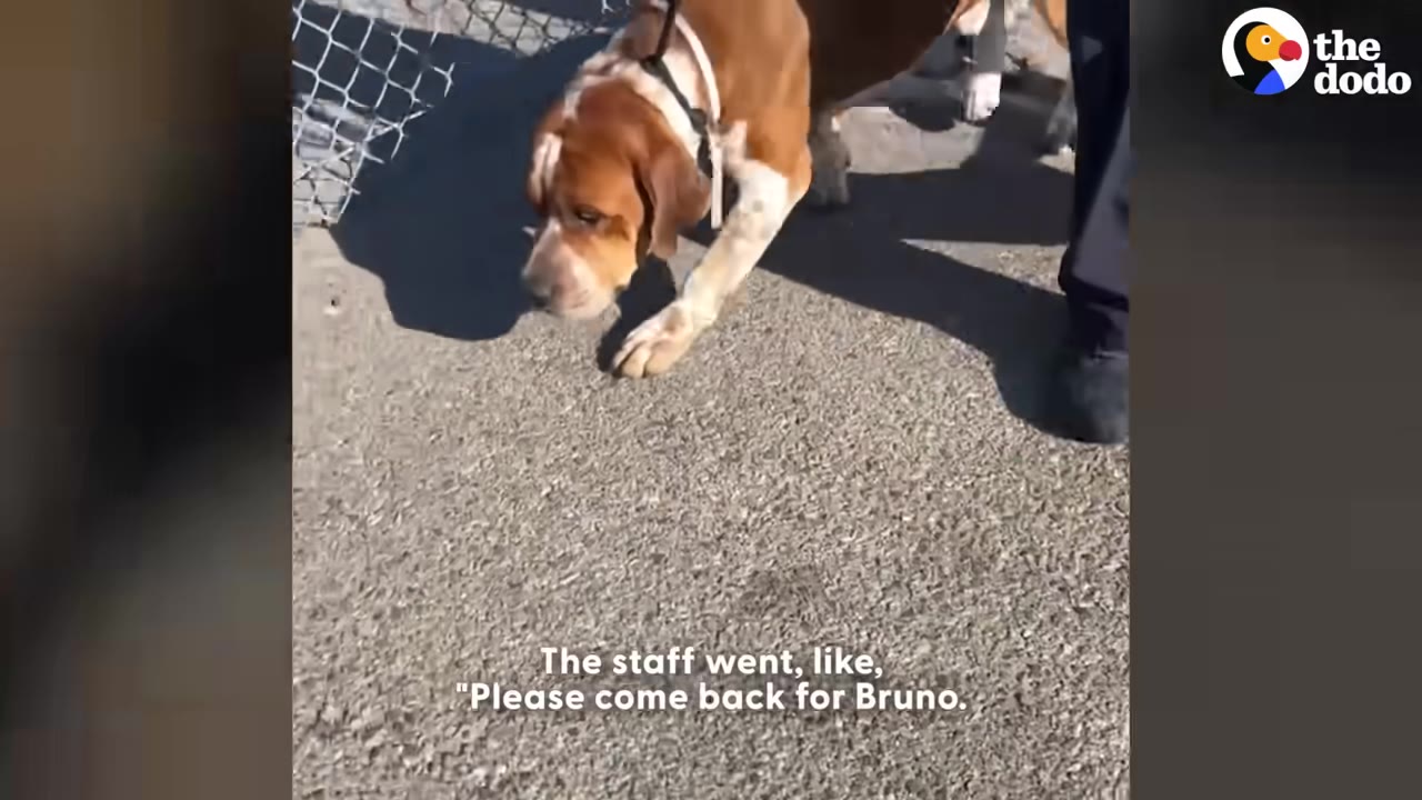 A brown and white dog on a leash walking on asphalt, with text overlay reading 'The staff went, like, "Please come back for Bruno."'
