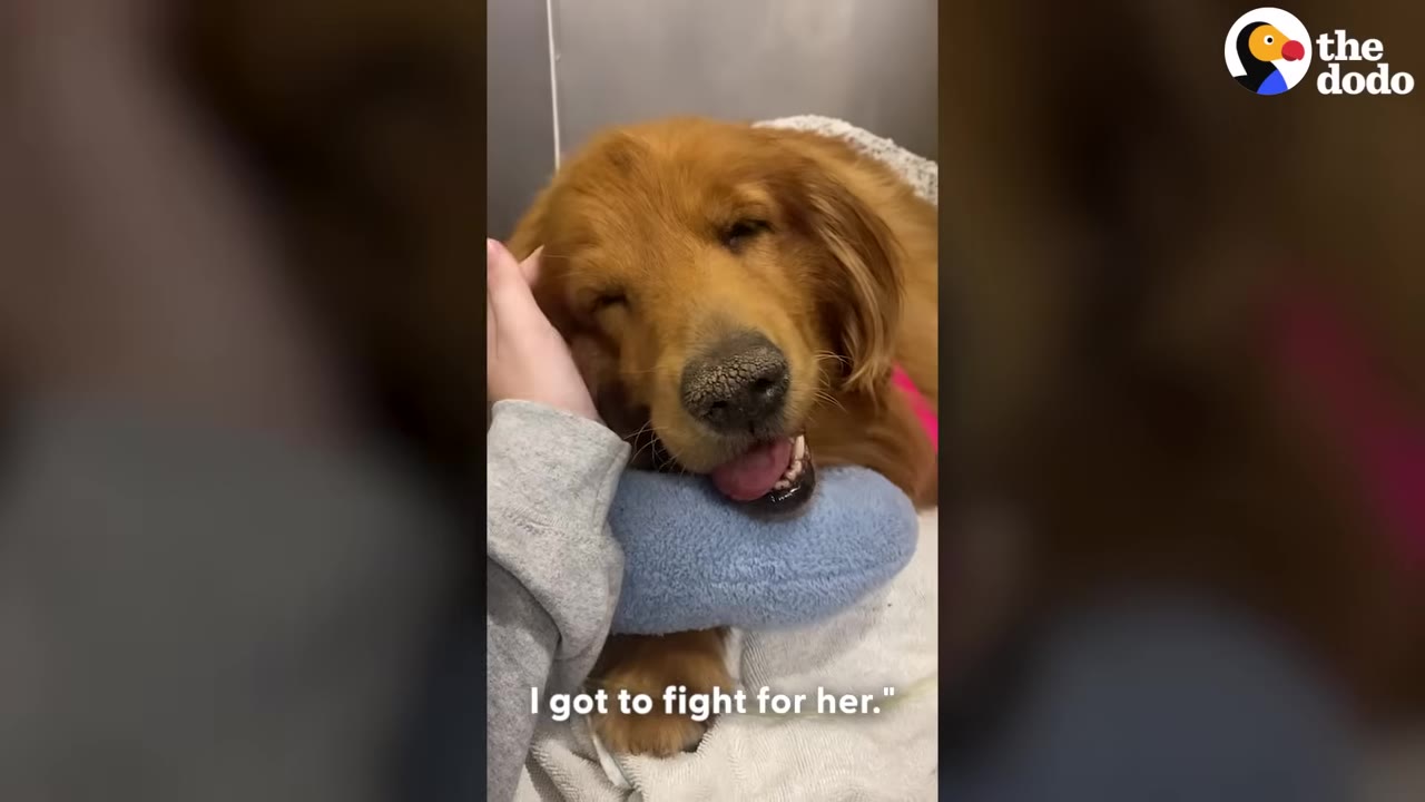 A close-up of a golden retriever resting its head on a blue plush toy while being gently petted on the head by a person's hand.