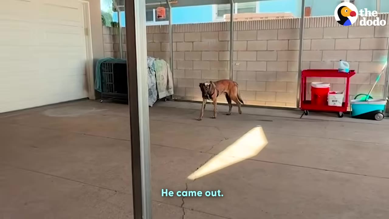 A brown dog with a harness walks cautiously in a concrete backyard area near a garage.