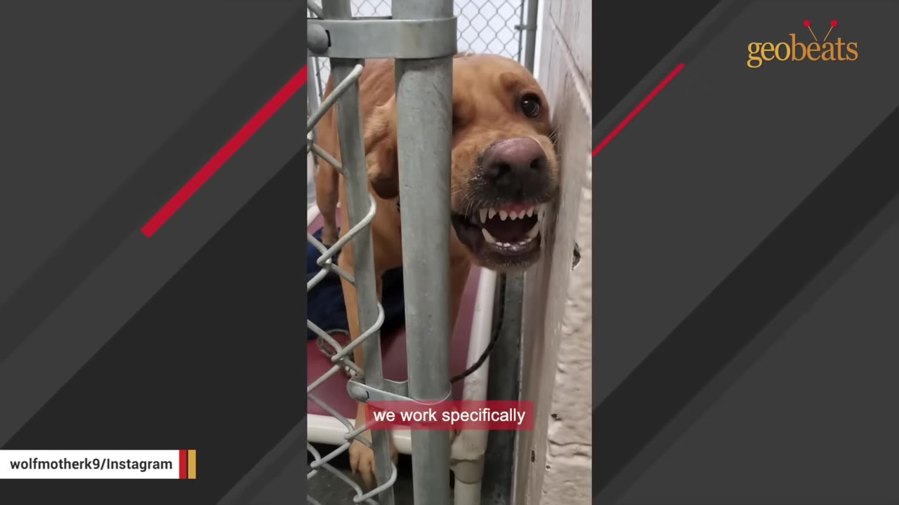 A brown dog in a metal kennel snarls, showing its teeth.