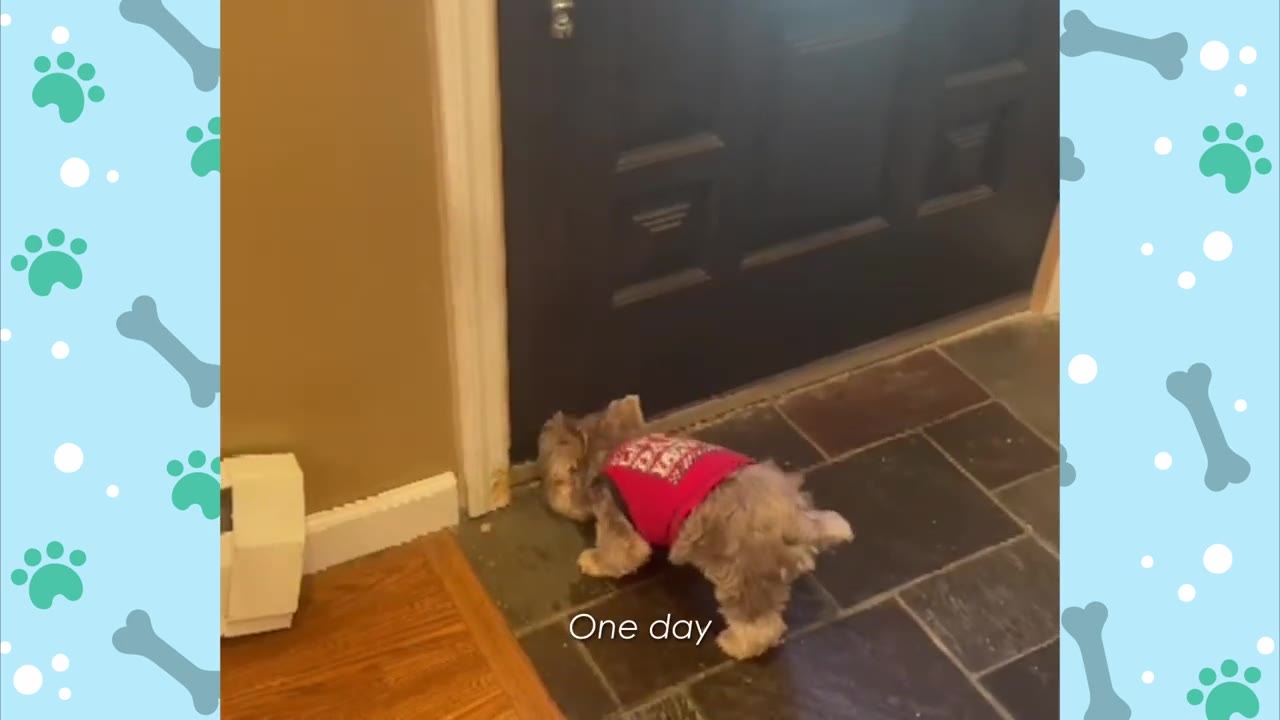 A small fluffy dog wearing a red sweater stands frozen, facing a dark front door inside a house.
