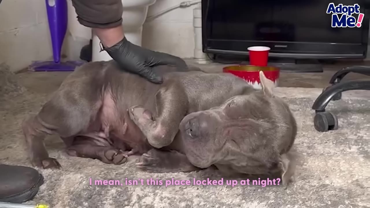 A grey dog lying on its side on a rug, being gently petted by a person wearing a black glove, with subtitle text reading 'I mean, isn't this place locked up at night?'