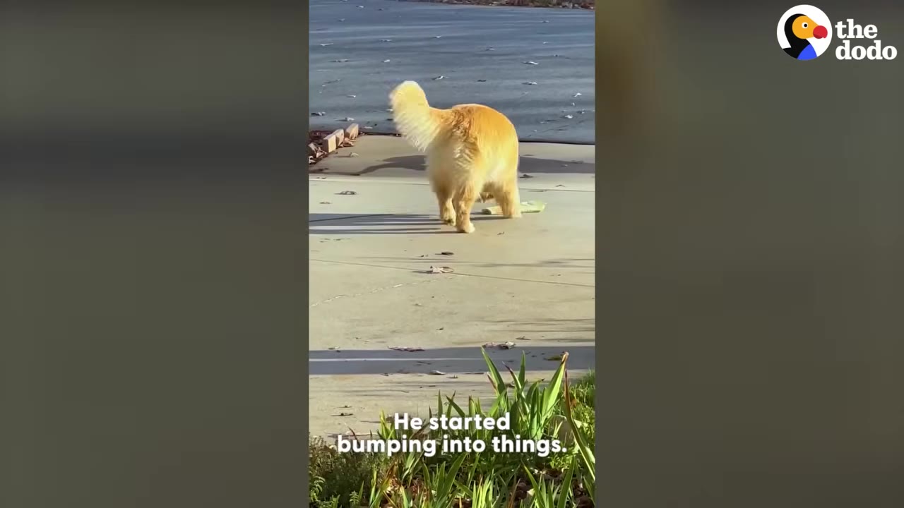 A golden retriever seen from behind walking on a concrete driveway.