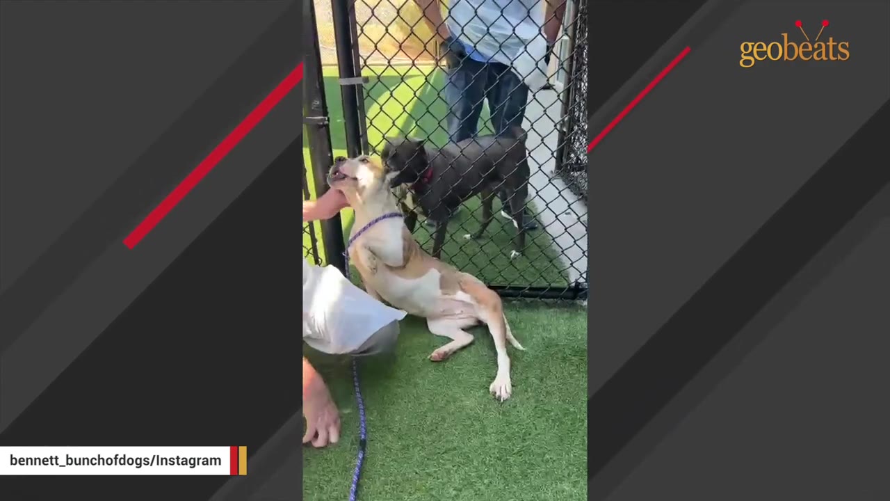 A tan and white dog sits happily on green turf in an outdoor play yard while being petted, with another dog visible behind a chain-link fence.