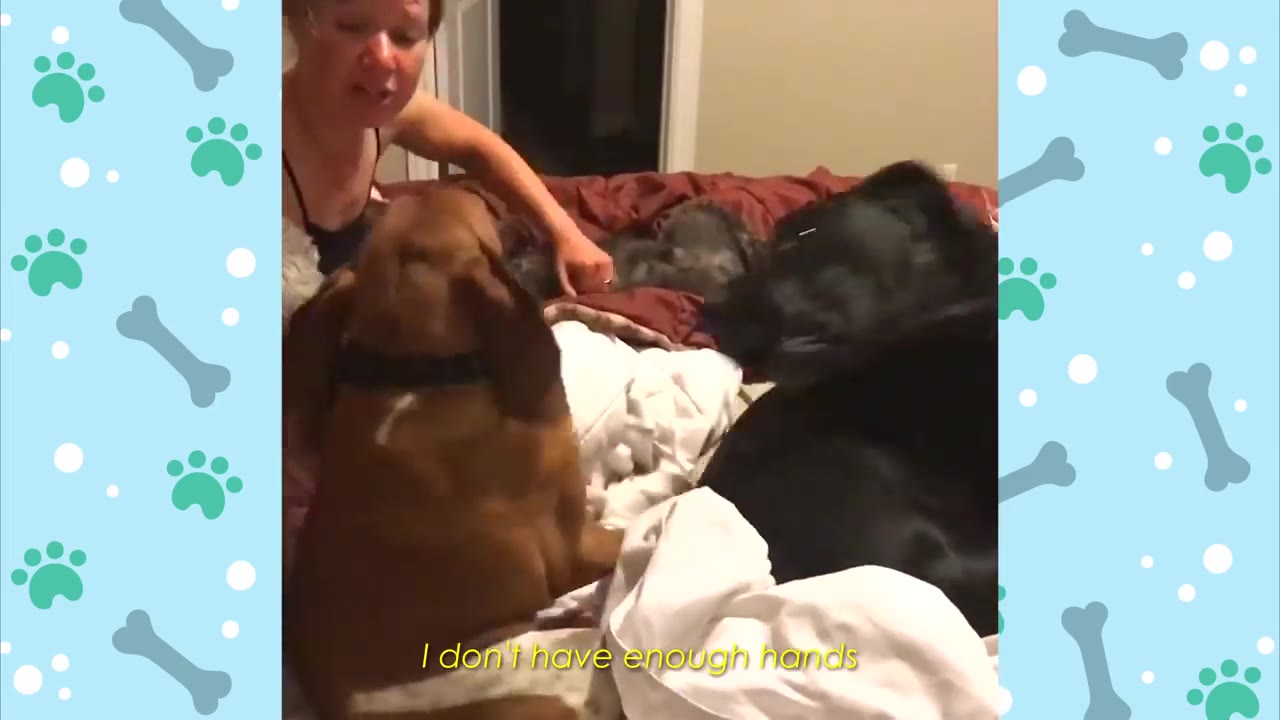 A woman on a bed surrounded by multiple dogs, including a brown hound and a black dog, with the caption 'I don't have enough hands' on screen.