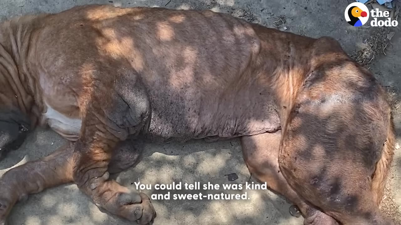 A large, brown Mastiff lies on the ground, showing signs of exhaustion and skin issues under dappled sunlight.