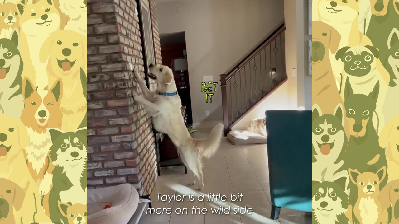 A golden retriever stands on its hind legs against a brick fireplace, while another dog rests quietly on a bed in the background.