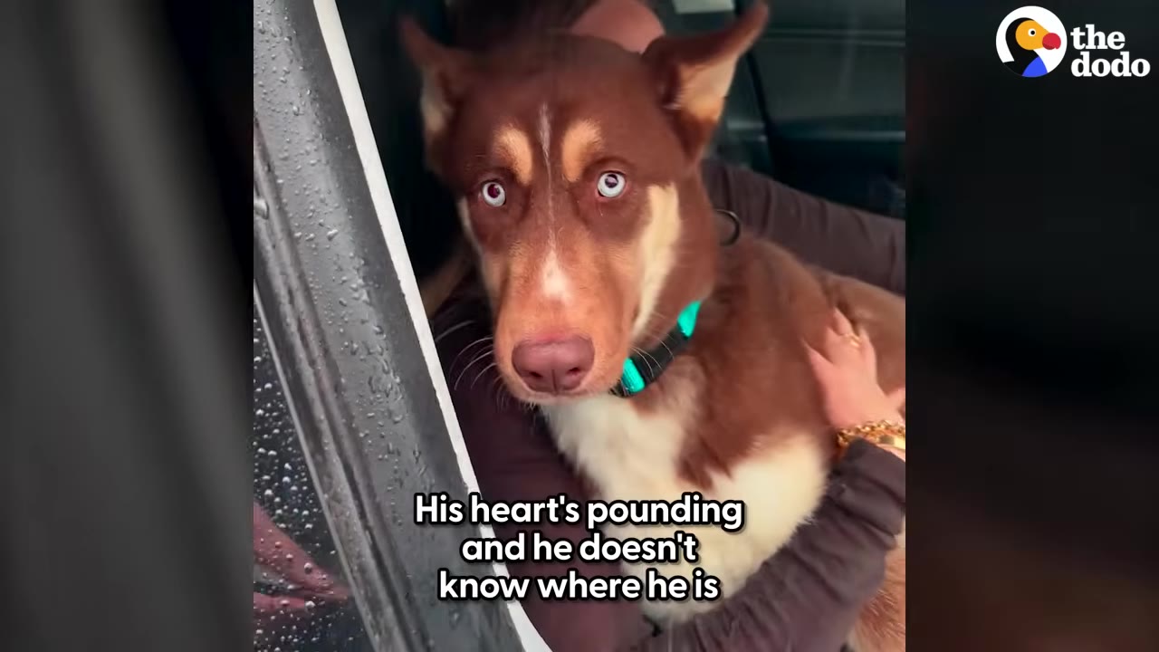 A close-up of a brown and white husky with striking blue eyes looking anxious while sitting inside a car.