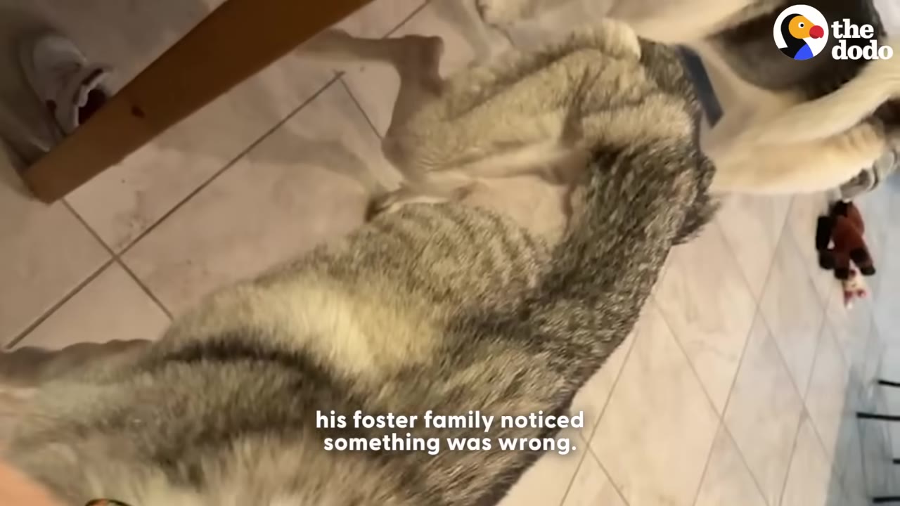 A husky dog lying on its side on a tiled floor, viewed from above.