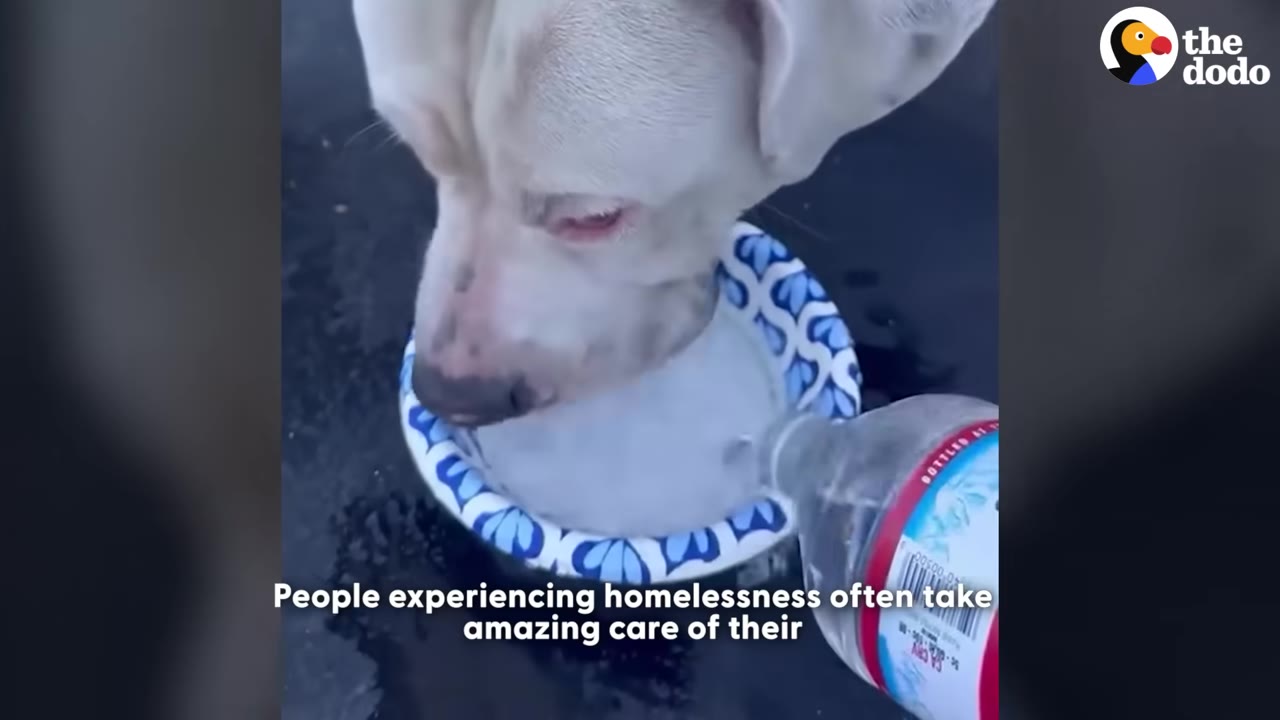 A white dog drinks water from a blue and white patterned paper bowl as water is poured from a plastic bottle.