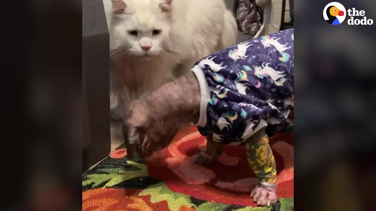 A small, hairless dog wearing unicorn pajamas stands on a colorful rug next to a large, fluffy white cat.