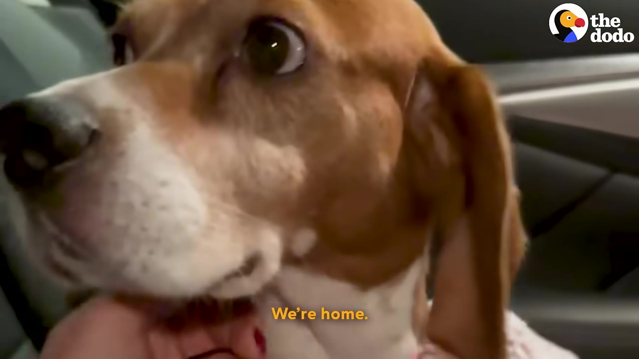 A close-up of a tricolor beagle looking wide-eyed and anxious as a hand gently pets its chin, with the subtitle 'We're home.' on the screen.