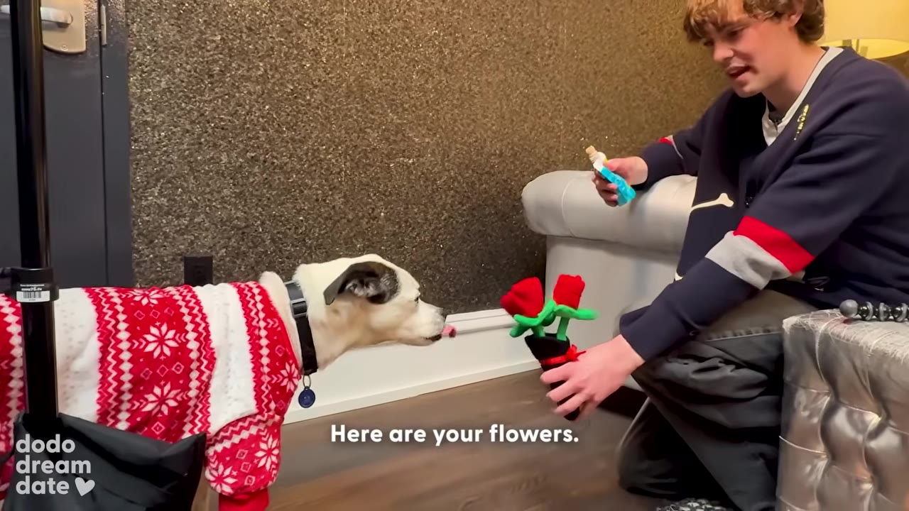 Jack Champion kneels down to offer a bouquet of plush red roses to Snaggle, a dog wearing a red and white patterned sweater.