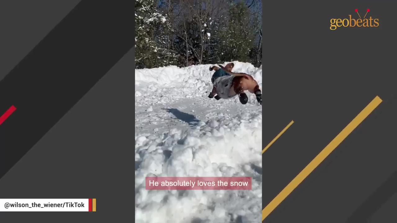 A dachshund wearing a coat leaps energetically through deep snow in a backyard.