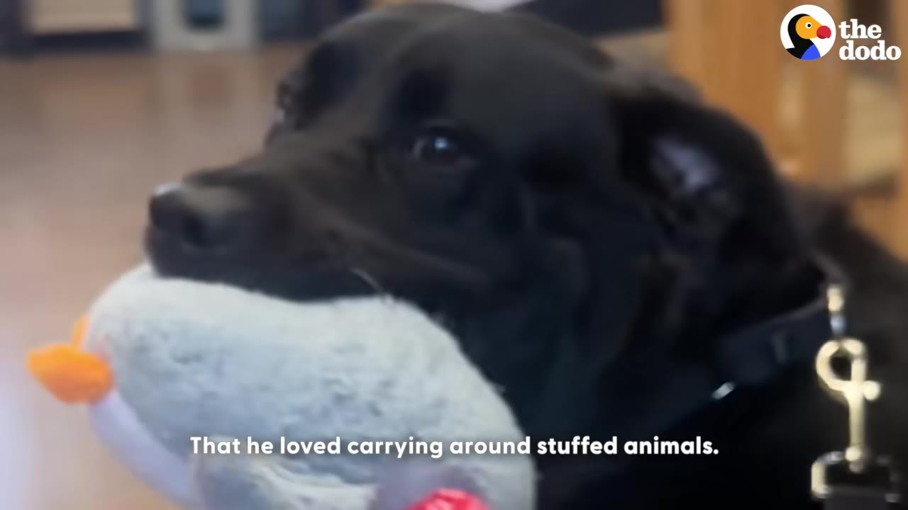 A close-up of a black dog holding a light blue stuffed toy in its mouth, looking up with expressive eyes.