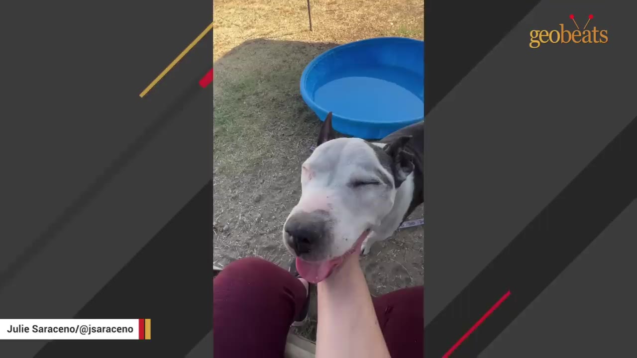 A close-up shot of a black and white dog closing its eyes happily as a person gently scratches its chin, with a blue plastic pool in the background.