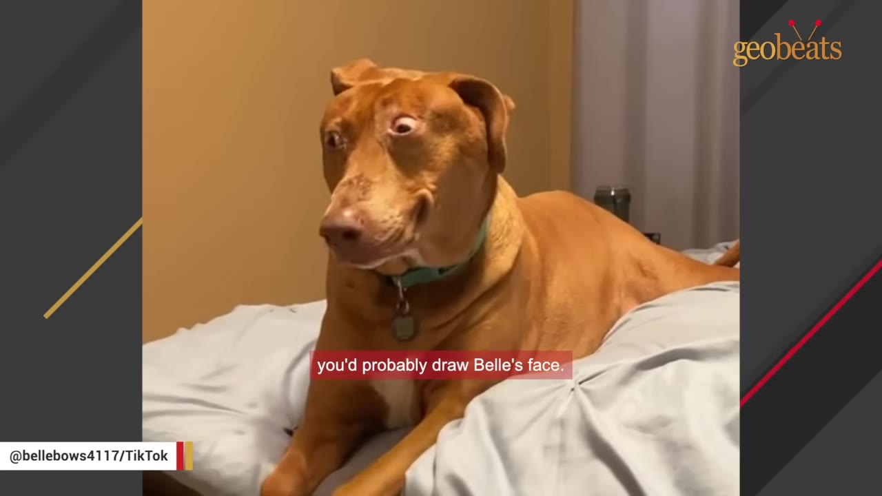 A brown dog named Belle with wide, expressive eyes lies on a light blue bed, looking towards the side with a unique facial expression.