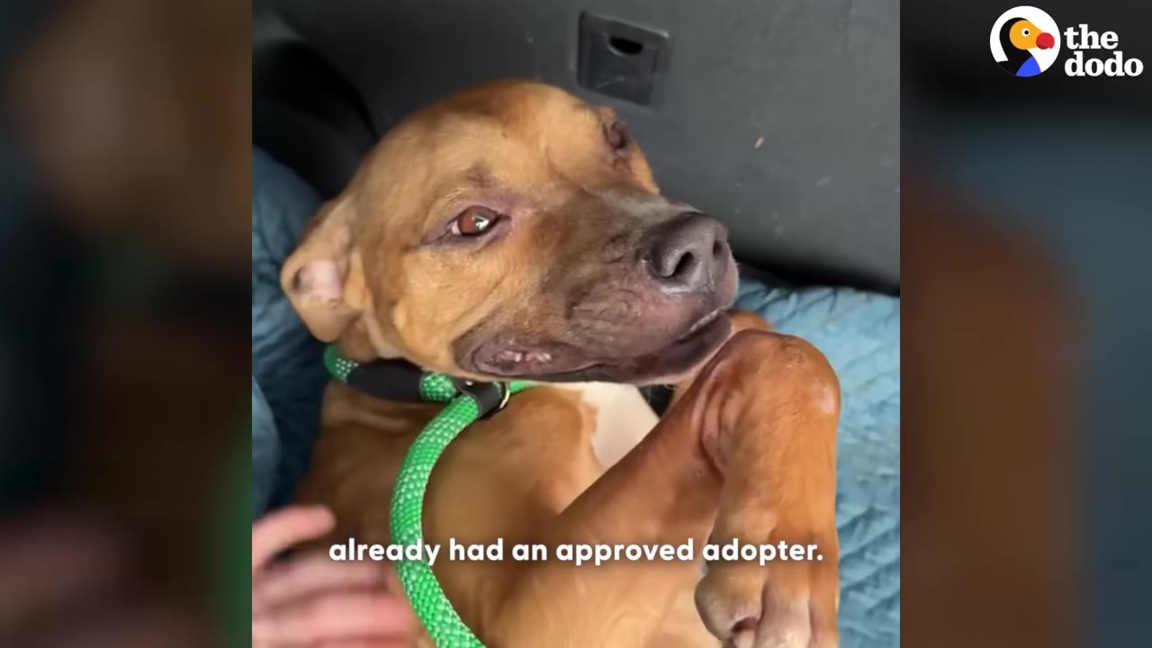 A close-up of a brown dog lying on its back with a green leash, looking up with a gentle expression, with text overlay reading 'already had an approved adopter.'