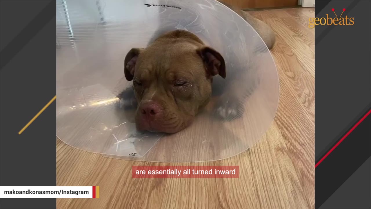 A close-up shot of Ducky, a brown dog, wearing a clear plastic medical cone while lying on a wooden floor, looking sad with visible irritation around her eyes.