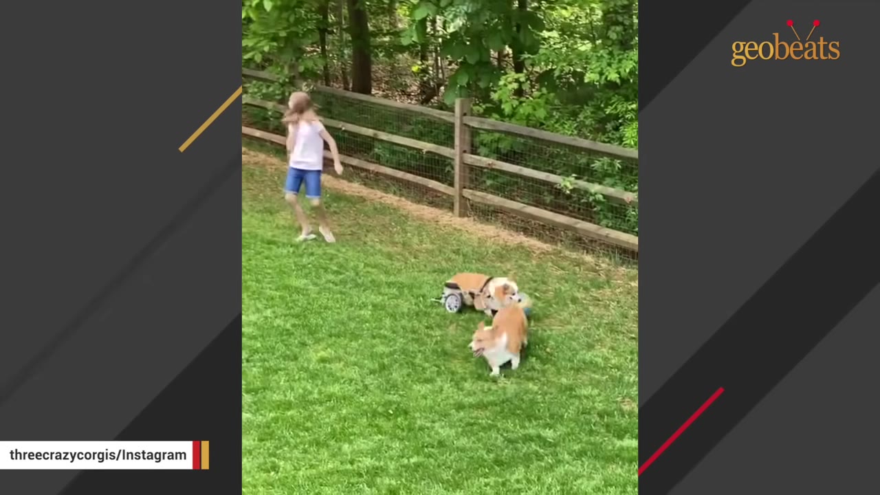 A corgi in a custom wheelchair runs on a grassy lawn next to another corgi and a young girl.