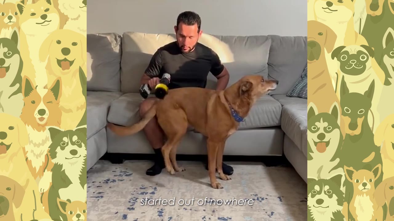 A man sitting on a grey couch uses a massage gun on a brown dog's back in a living room.