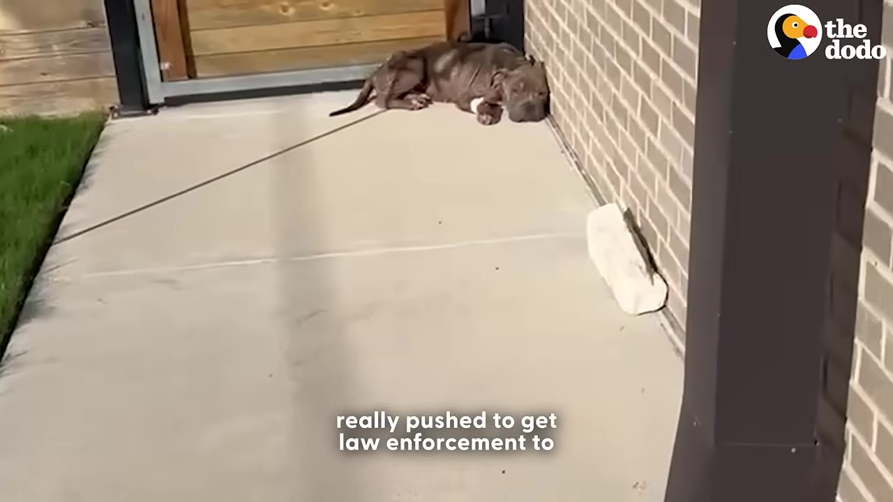 A thin, brown dog lies curled up on a concrete walkway next to a brick wall and a wooden gate.