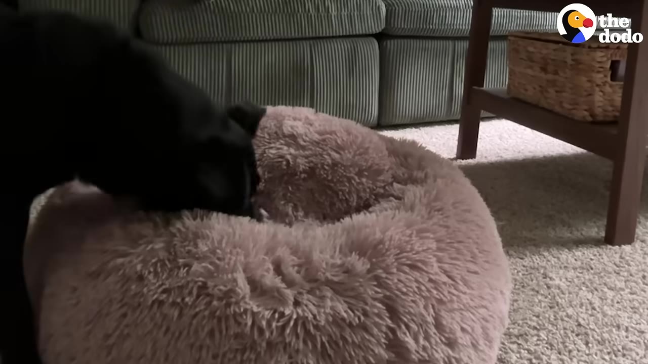 A black dog sniffs around inside a fluffy pink dog bed in a living room.