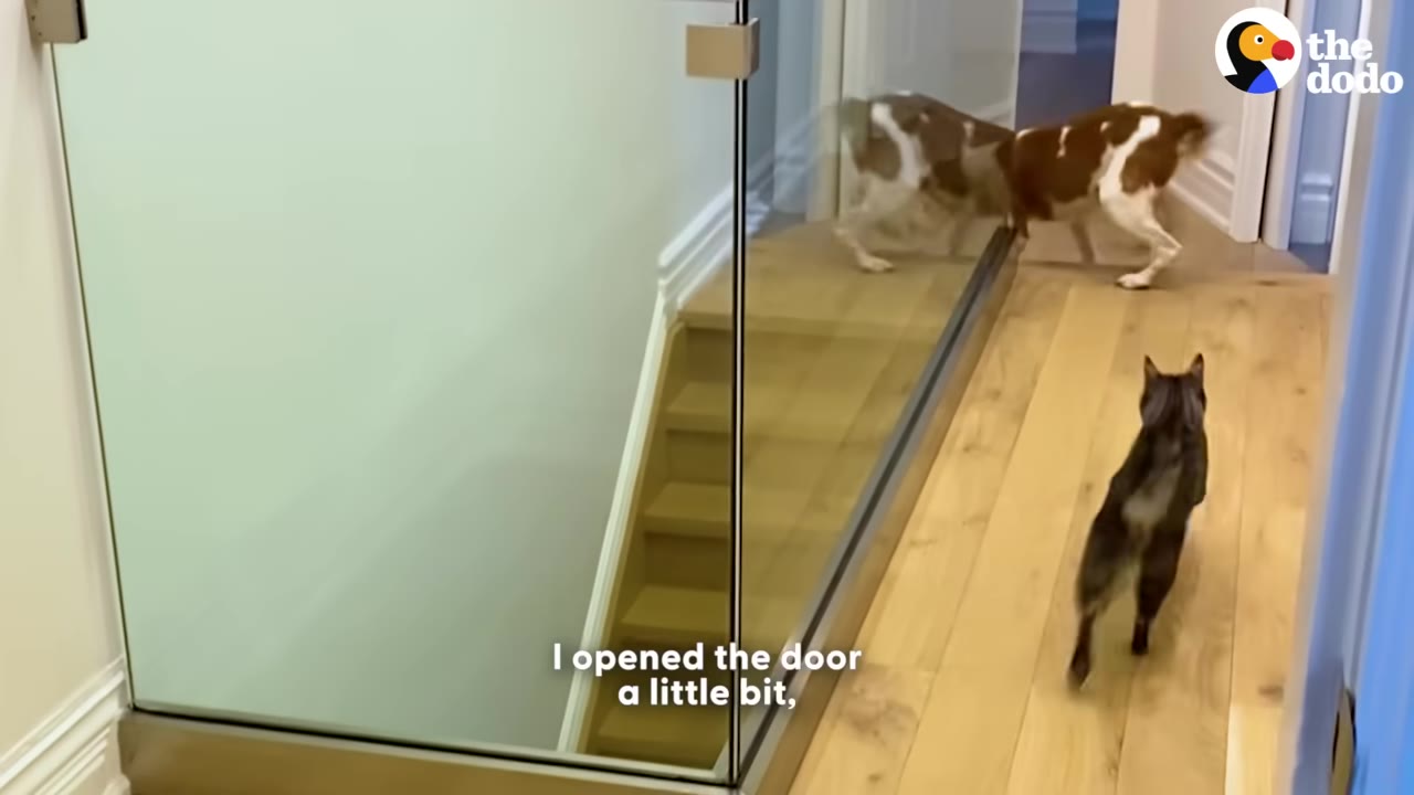 A brown and white dog stands at the end of a hallway while a grey tabby cat walks towards it on a wooden floor.
