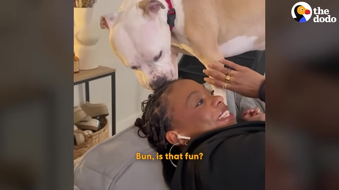 A tan and white dog nuzzles the forehead of a smiling woman lying on a couch.
