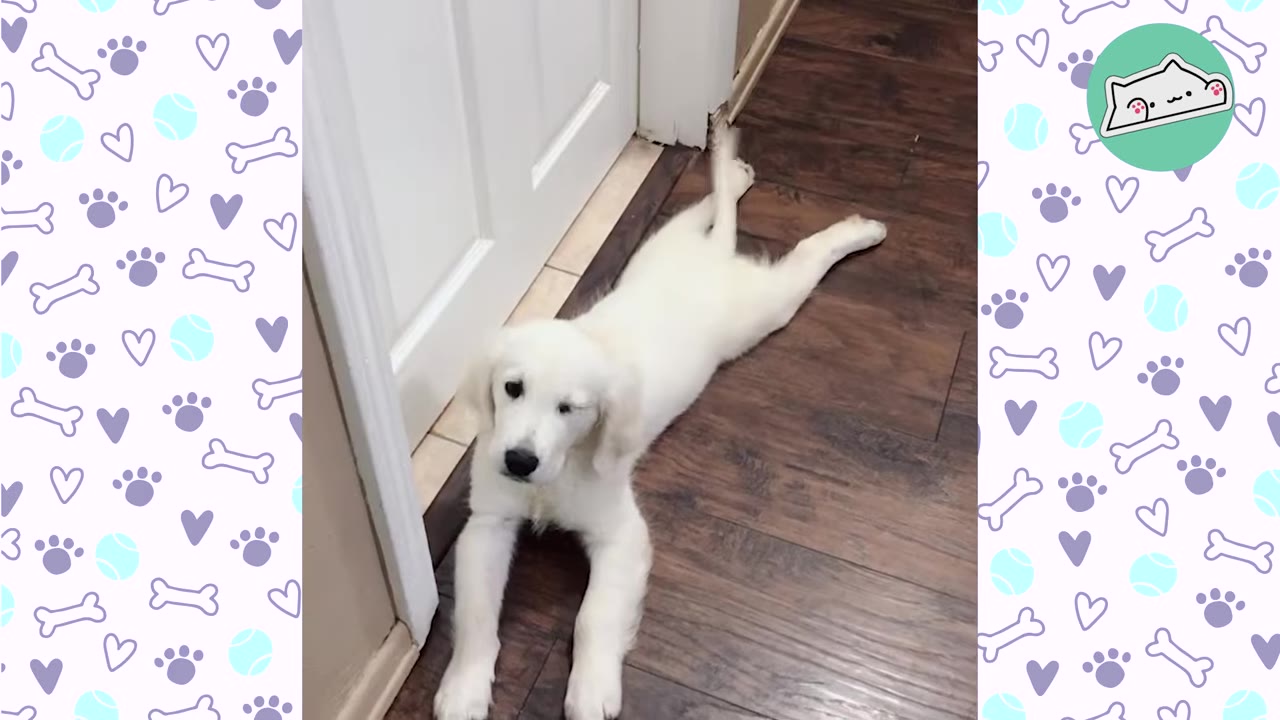 A fluffy white golden retriever puppy lies flat on a dark wooden floor next to a white door frame, looking up at the camera.