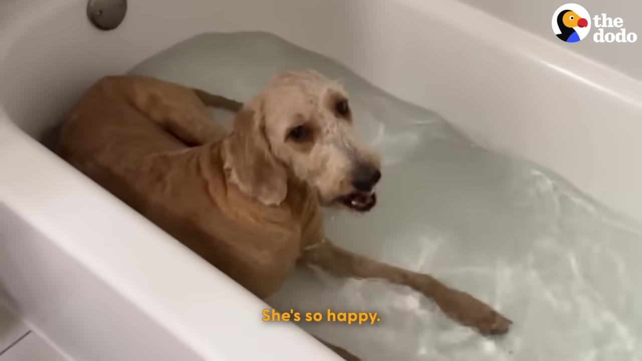 A light brown dog lying down comfortably in a bathtub filled with water, looking up with a happy expression.