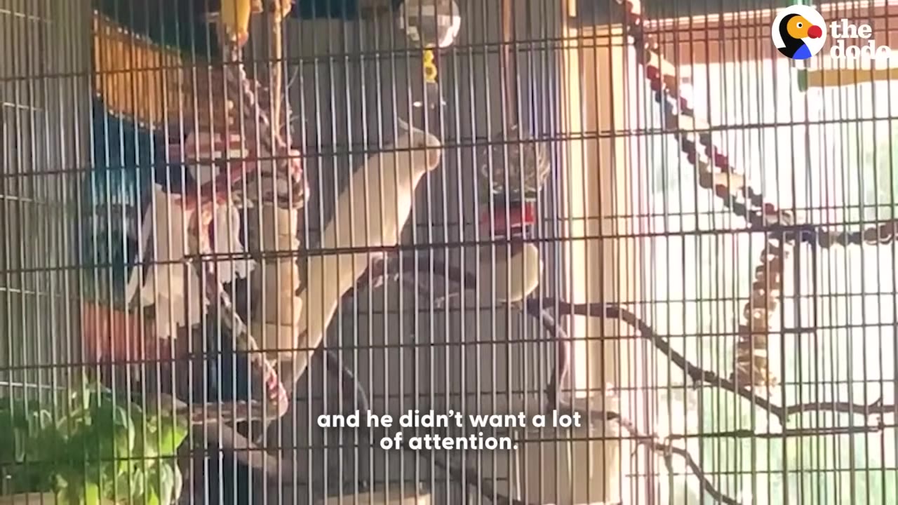 A white cockatiel perched inside a large wire cage with toys, looking away from the camera.