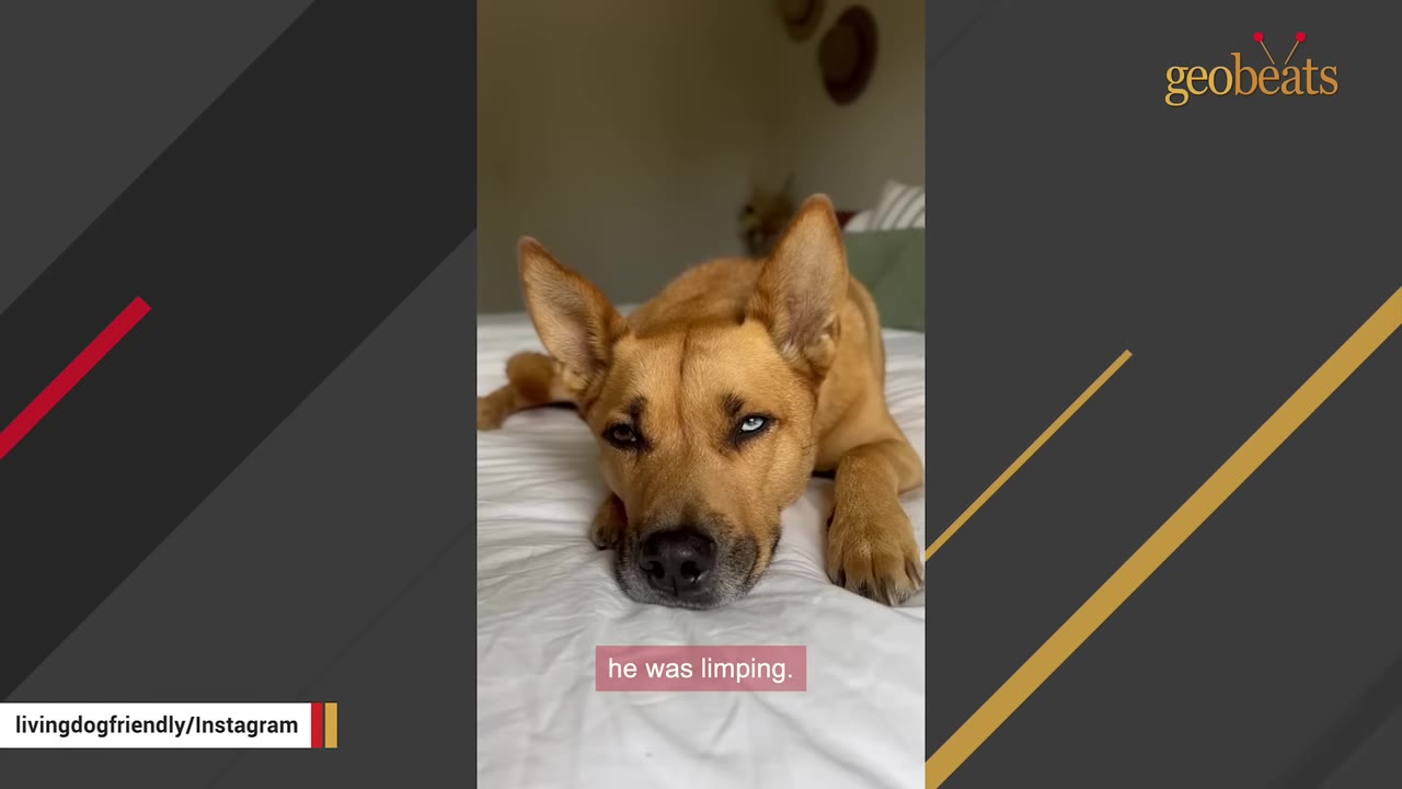 A tan dog with one blue eye and one brown eye lies on a white bed with a caption that reads 'he was limping.'