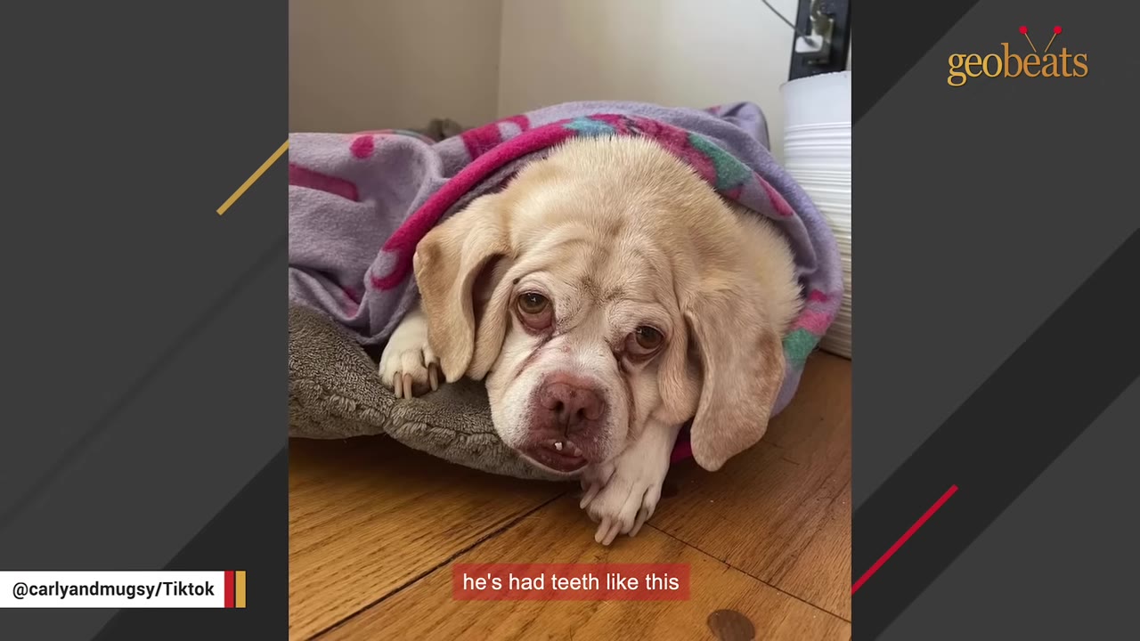 A close-up of a light-colored dog with a wrinkly face and underbite, wrapped in a purple blanket on a wooden floor.