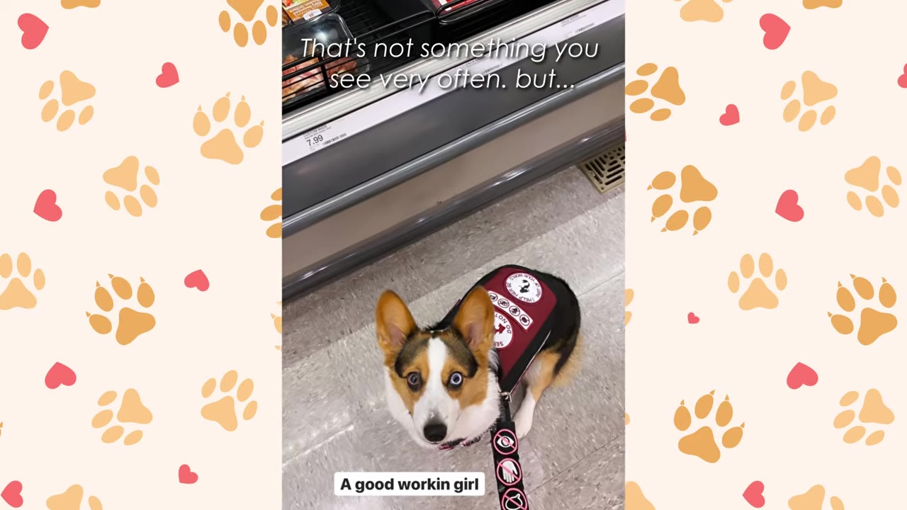 A Pembroke Welsh Corgi with heterochromia wearing a red service dog vest looks up at the camera in a store aisle.