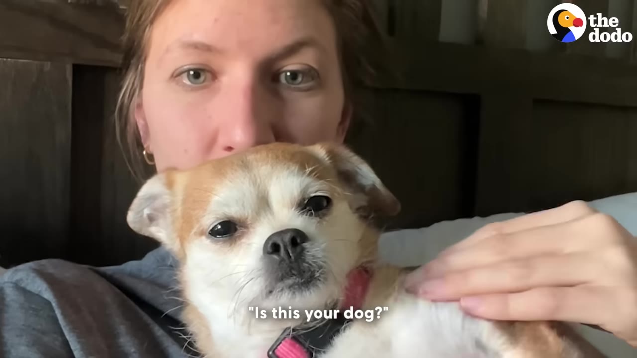 A woman holding a small brown and white dog close to her chest, with the subtitle 'Is this your dog?' displayed at the bottom.