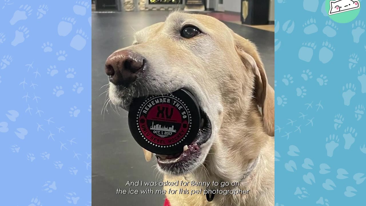 A close-up of a yellow Labrador retriever holding a black hockey puck in its mouth.