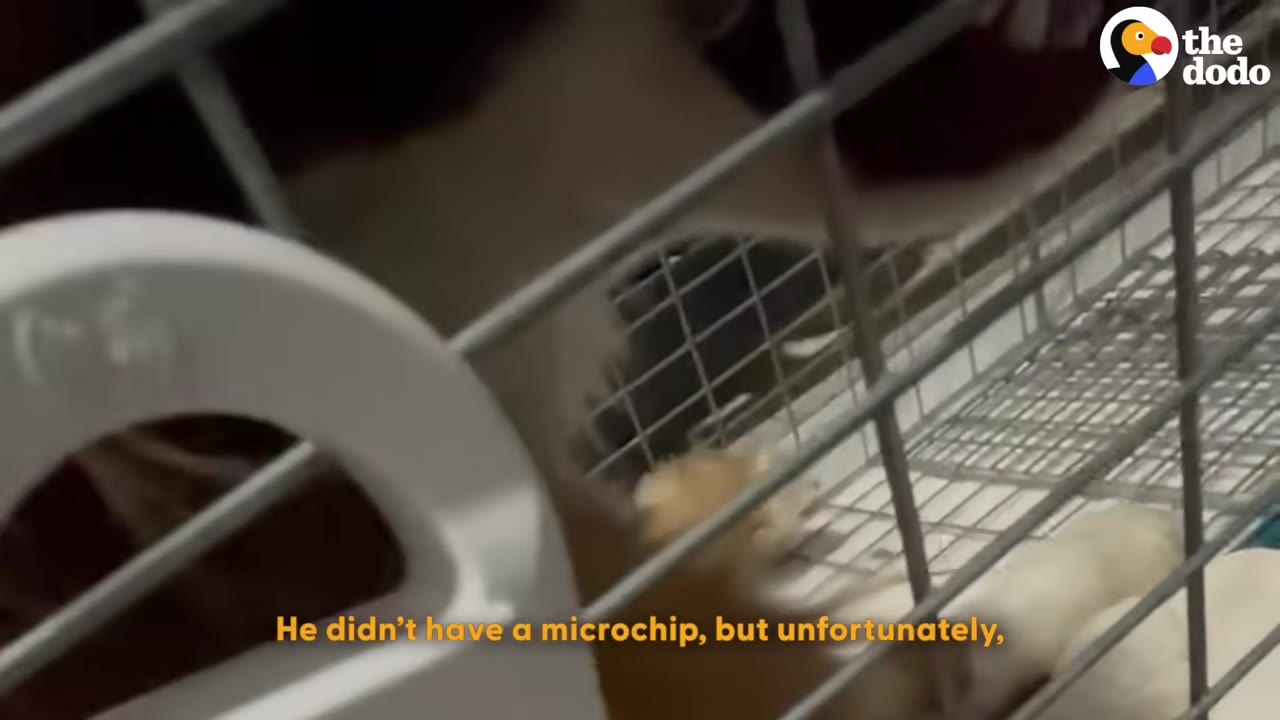 A brown and white dog is seen inside a metal wire crate, with text on the screen reading 'He didn't have a microchip, but unfortunately,'.