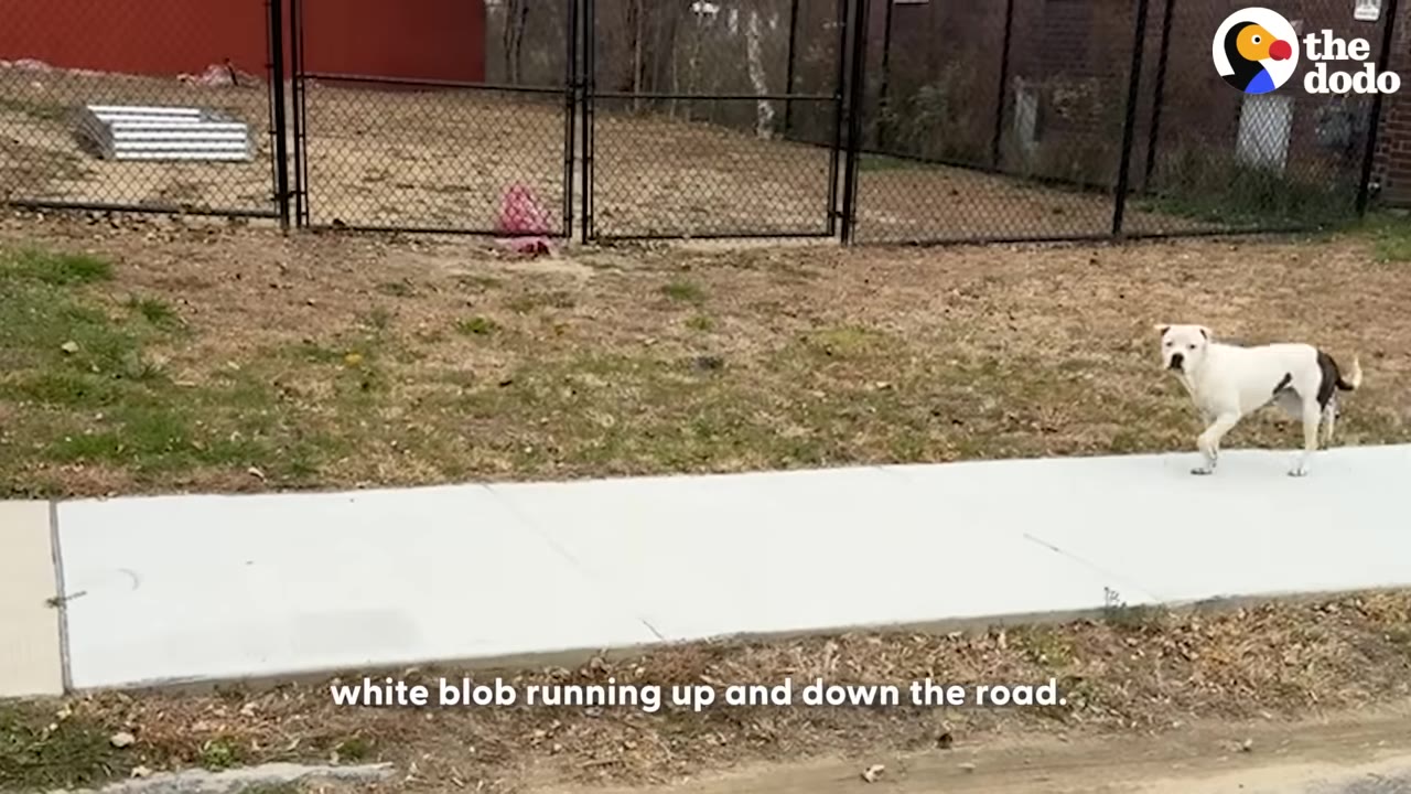 A white dog with a dark patch on its hindquarters walks along a concrete sidewalk next to a grassy area and a chain-link fence.