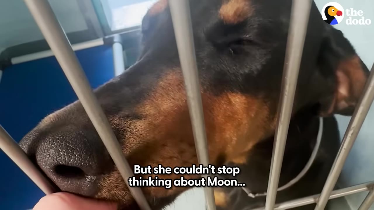 A close-up of a black and tan Doberman dog behind metal kennel bars, gently pressing its snout against a person's finger.