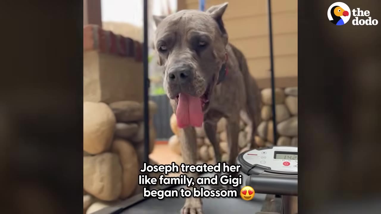 A large grey dog walks on a treadmill with its tongue out, looking happy and active.
