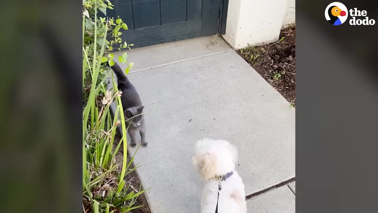 A small white dog on a leash stands on a concrete path looking towards a grey cat standing near green plants.