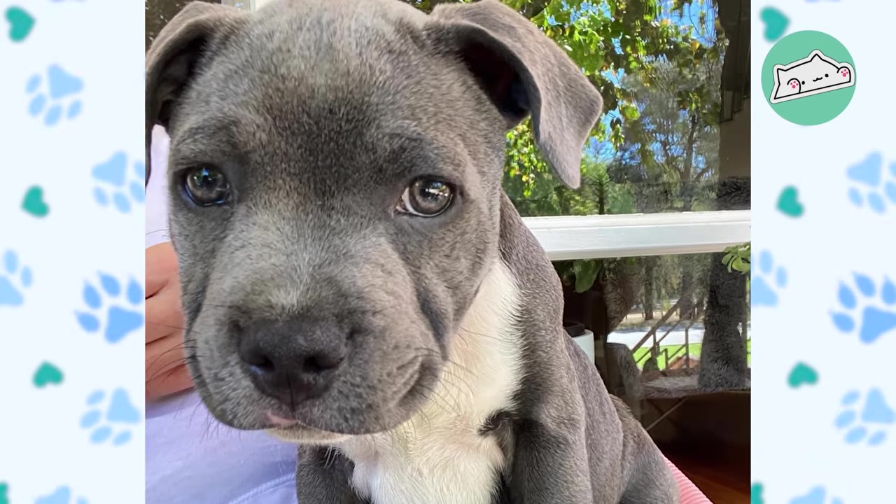 A close-up shot of a grey and white puppy looking directly into the camera with big, dark eyes.