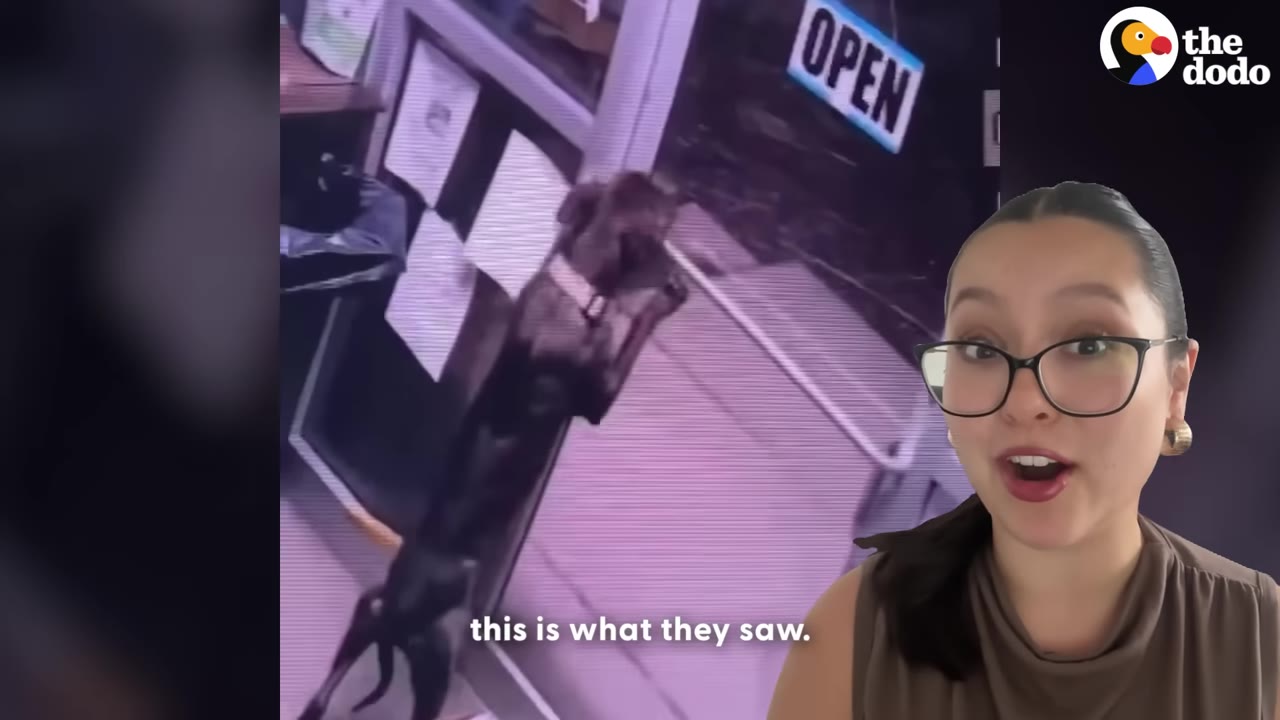 A security camera screen showing a dark-colored dog standing on its hind legs against a glass door with an 'OPEN' sign, next to a presenter looking surprised.