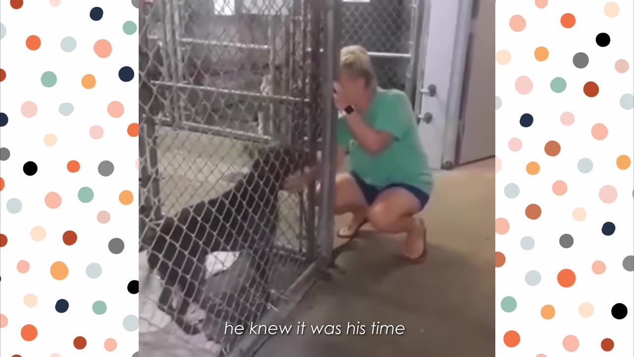 A volunteer in a green shirt crouches outside a chain-link kennel fence, reaching in to comfort a dark-colored dog.