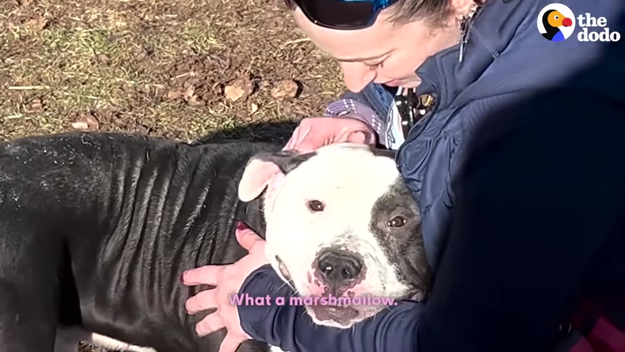 A black and white dog being hugged gently by a person outdoors, looking directly at the camera with a calm expression.