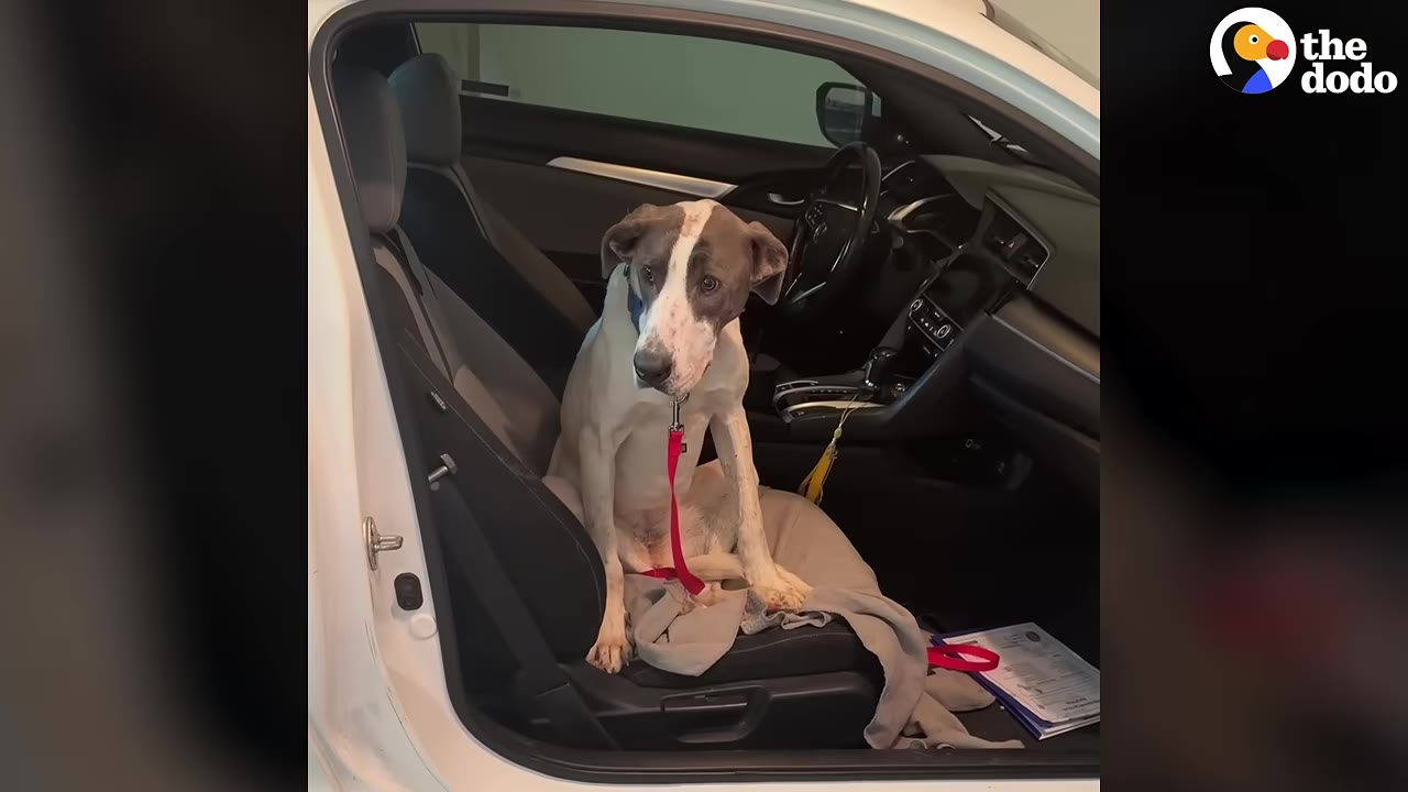 A white and grey dog with a red leash sits hesitantly on the passenger seat of a car with the door open.