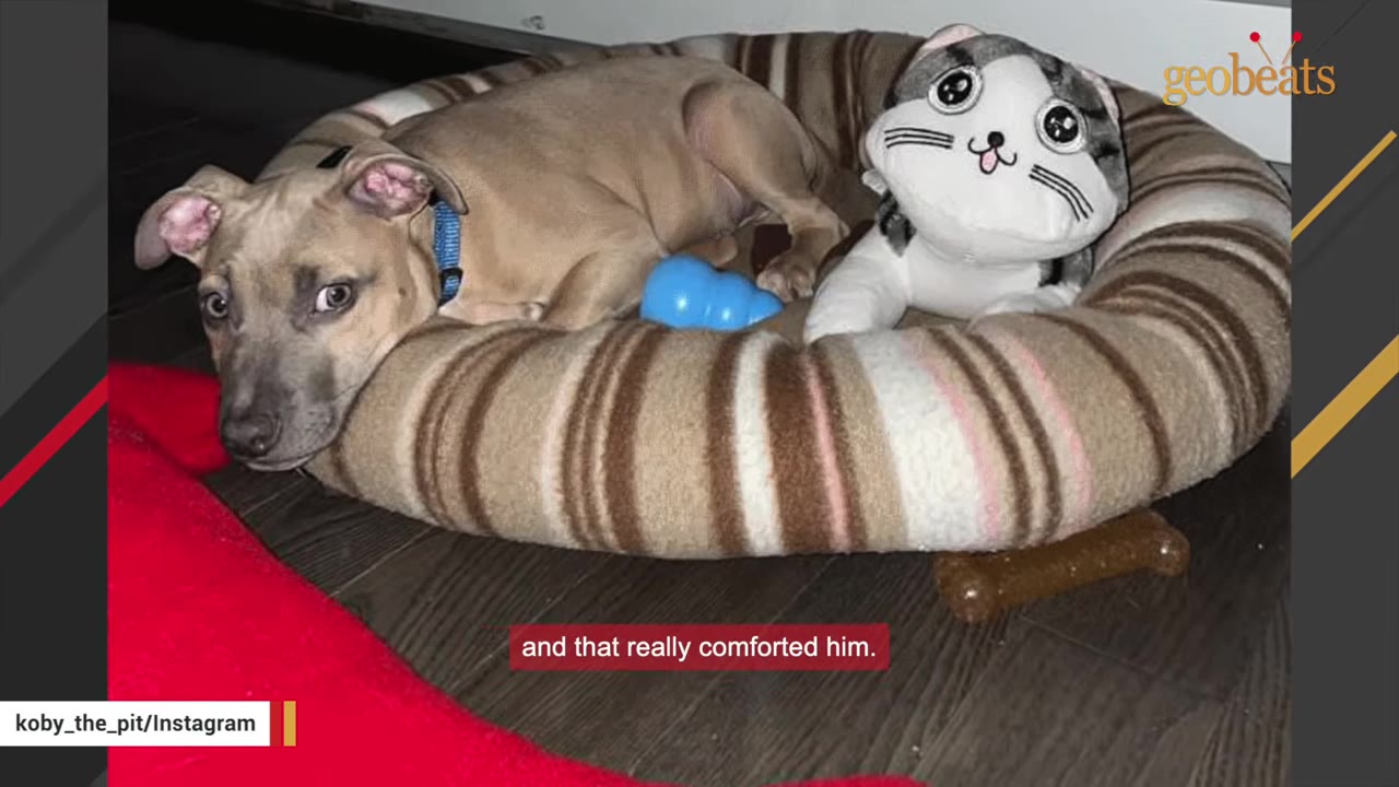 A tan puppy with a blue collar lies in a striped dog bed next to a stuffed cat toy and a blue chew toy.